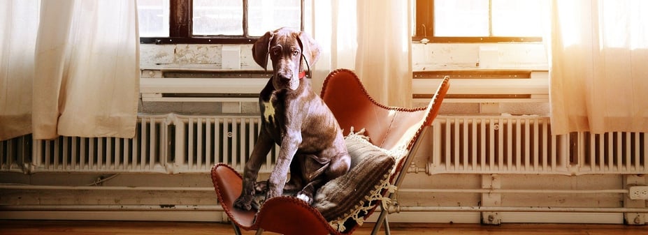 De voordelen van een hond op de werkvloer