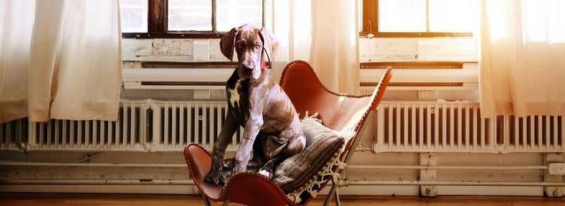The benefits of a dog at the office